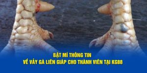 Bật Mí Thông Tin Về Vảy Gà Liên Giáp Cho Thành Viên Tại KG88