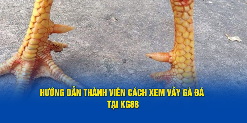 cách xem vảy gà đá