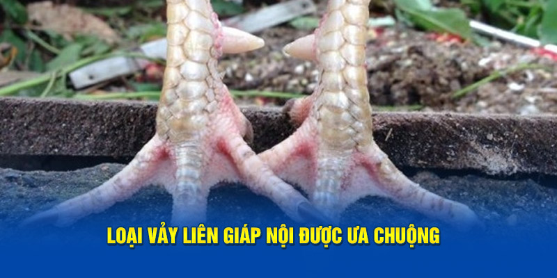 Loại vảy liên giáp nội được ưa chuộng bởi thành viên KG88