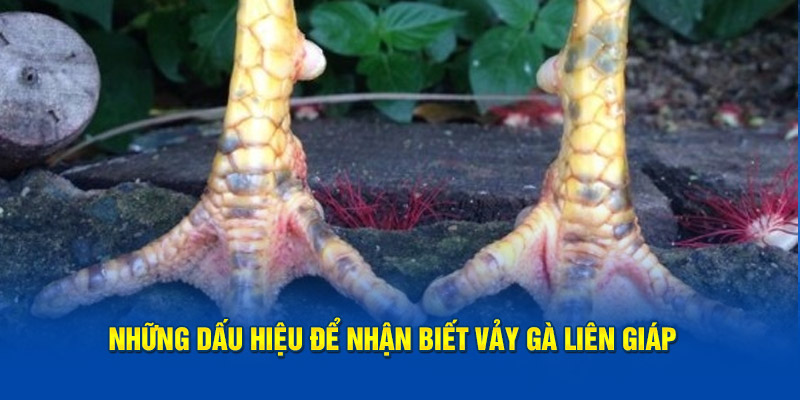 Những dấu hiệu để nhận biết vảy gà liên giáp