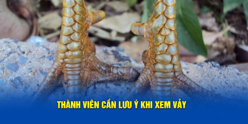 Thành viên cần lưu ý khi xem vảy gà đá