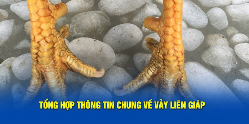 Tổng hợp thông tin chung về vảy gà liên giáp